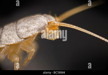 Les lépismes insecte, Lepisma saccharina macro haut de la tête montrant des écailles. Banque D'Images