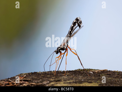 Rhyssa persuasoria wasp sabre plate à travers bois pour atteindre des larves de guêpe Banque D'Images