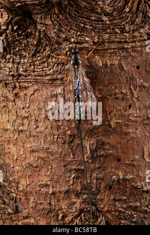 Rhyssa persuasoria wasp sabre plate à travers bois pour atteindre des larves de guêpe Banque D'Images