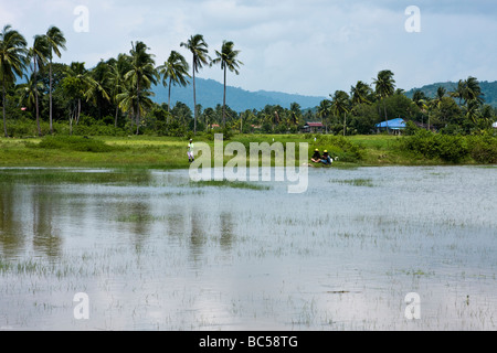 Pêche pêcheur dans une rizière sur Pulau Langkawi Banque D'Images