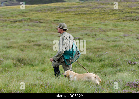 Et garde-chasse Labrador Retriever Marchant sur Moor dans les montagnes de l'Ecosse lors d'un lagopède des saules Shoot Banque D'Images