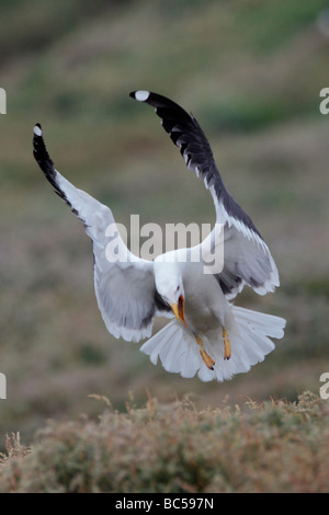 Goéland marin Larus marinus en vol Banque D'Images