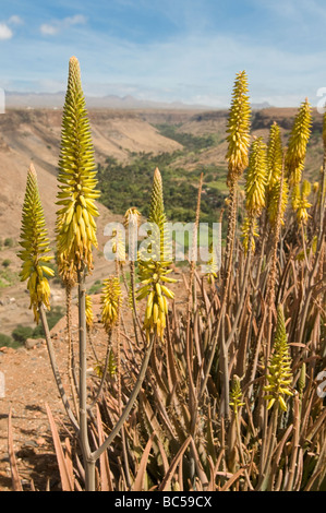 Vue sur vallée et fleurit Ciudad Velha Cidade Velha Santiago Cabo Verde Sud Banque D'Images