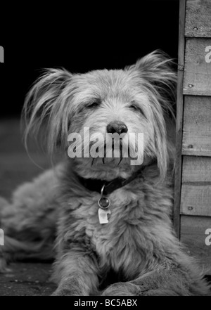 Mignon, doux, inhabituel chien k9 dans une posture détendue avec des oreilles adorables tout en étant alerte et attrayant comme le meilleur ami de l'homme Banque D'Images