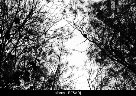 Les branches d'arbre de pin. Noir et blanc. Banque D'Images