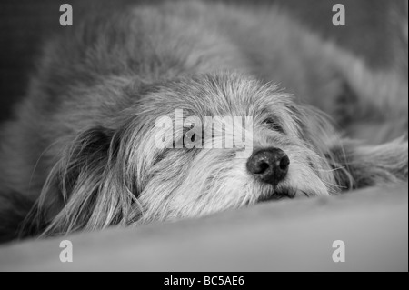 Mignon, doux, inhabituel chien k9 dans une posture détendue avec des oreilles adorables tout en étant alerte et attrayant comme le meilleur ami de l'homme Banque D'Images