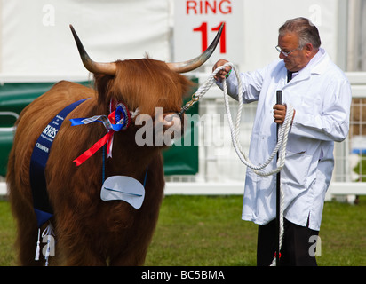 Gagnante du prix des bovins highland taureau avec handler et rosettes au Royal Highland Show Edimbourg en Ecosse Banque D'Images