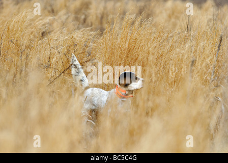 Setter anglais sur le point au cours de Colins Hunt dans le Piney Woods de la Géorgie Banque D'Images