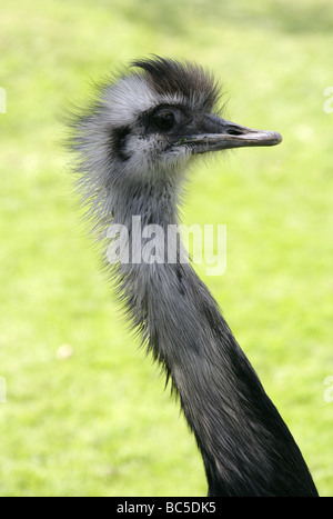 Nandou, Rhea americana, Rheidae, Rhéiformes, ratites, Paleognathae Banque D'Images