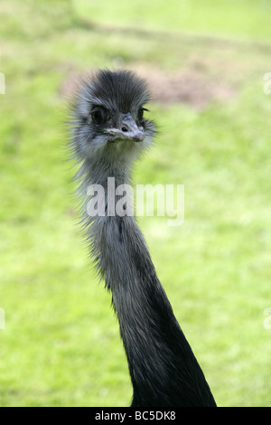 Nandou, Rhea americana, Rheidae, Rhéiformes, ratites, Paleognathae Banque D'Images