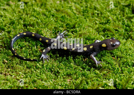 Salamandre maculée, Ambystoma maculatum, sur la mousse. Banque D'Images