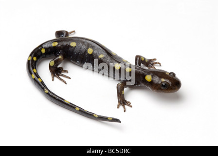 Salamandre maculée, Ambystoma maculatum. Banque D'Images