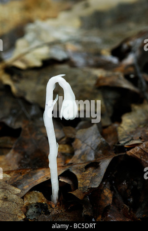 Indian pipe, Monotropa uniflora, d'une circonstance exceptionnelle, non photosynthétiques plante parasitaire. Banque D'Images