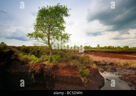 Arbre isolé de plus en plus près de la Tourbière, Drumlish Fr Longford, Irlande Banque D'Images