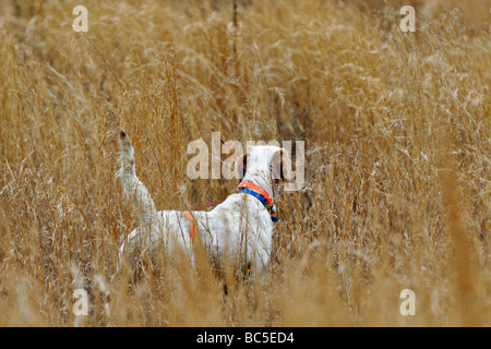 Setter anglais sur le point au cours de Colins Hunt dans le Piney Woods de la Géorgie Banque D'Images