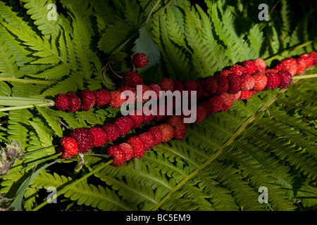 Wild strawberrys reposent dans une feuille de fougères Banque D'Images