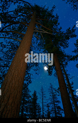 Ciel de nuit avec la pleine lune au-dessus des pins Banque D'Images