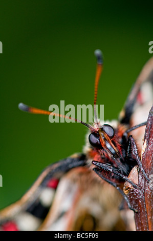 Festoon espagnol:Papillons Zerynthia rumina. Close-up de tête Banque D'Images