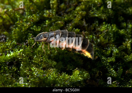 Femme fire fly firefly glow worm glowworm sur sol bug prises femelles n'ont pas d'insectes ailes ala beetle bug Glow worm Lampyris noctiluc Banque D'Images