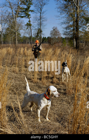 Setter anglais tandis qu'un autre point sur le dos de l'unité photo Point avec Hunter Approche par derrière dans le Piney Woods de la Géorgie Banque D'Images