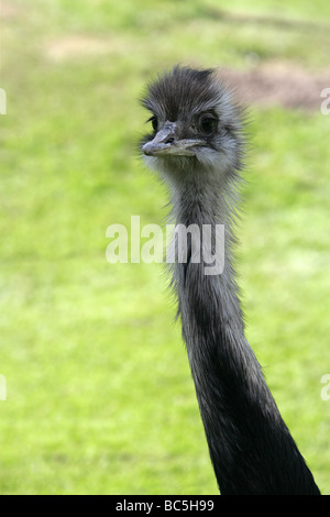 Nandou, Rhea americana, Rheidae, Rhéiformes, ratites, Paleognathae Banque D'Images