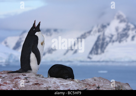 L'antarctique, Peterman Island, Adelie Penguin (Pygoscelis adeliae) Banque D'Images