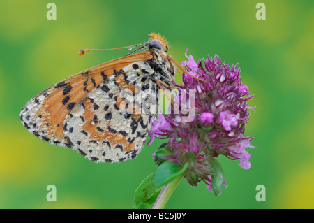 Spotted fritillary (Melitaea didyma) sur fleur Banque D'Images