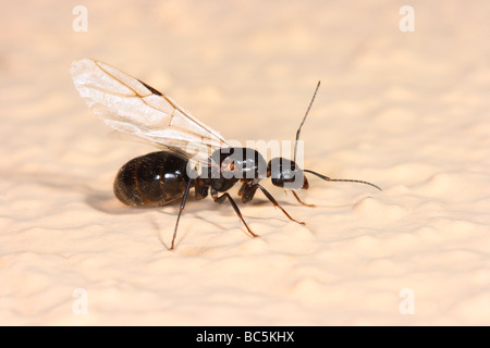 L'ensileuse européenne Ant, Messor barbarus. Reine ailée Banque D'Images