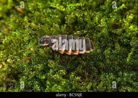 Femme fire fly firefly glow worm glowworm sur sol bug prises femelles n'ont pas d'insectes ailes ala beetle bug Glow worm Lampyris noctiluc Banque D'Images