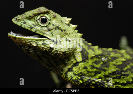 Mocquard's Eyebrow Lézard, Phoxophrys cephalum Banque D'Images