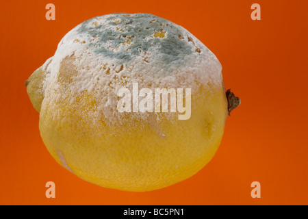 Citron moisis, close-up Banque D'Images