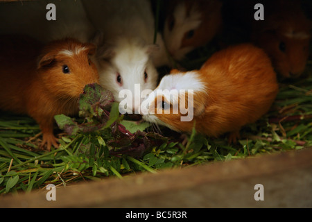 L'Équateur, Hacienda Manteles, cobayes (Cavia aperea) Banque D'Images