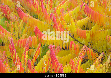 Allemagne, Bavière, vinaigrier (Rhus typhina), les feuilles d'automne, Close up Banque D'Images