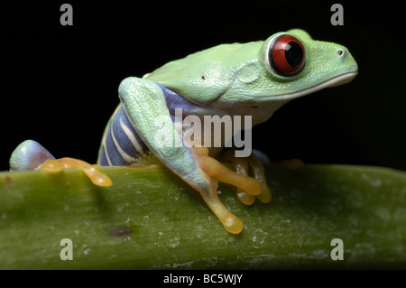 Les jeunes Red eyed Tree Frog Agalychnis, callidrya. Également connu sous le nom de Red eyed grenouille feuille. Banque D'Images