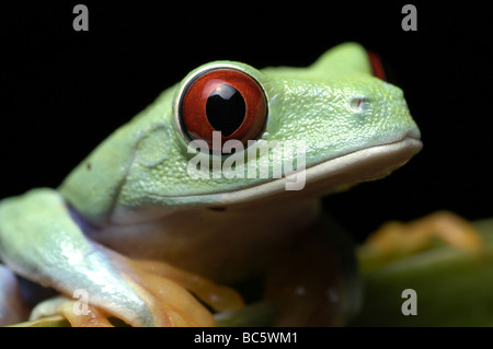 Close up de la tête et des yeux rouges de Red eyed Tree Frog jeunes Agalychnis, callidrya. Également connu sous le nom de Red eyed grenouille feuille. Banque D'Images