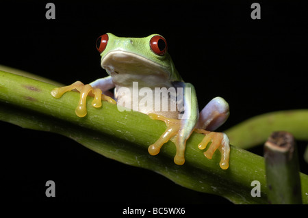 Les jeunes Red eyed Tree Frog Agalychnis, callidry, escalade sur une branche. Également connu sous le nom de Red eyed grenouille feuille. Banque D'Images