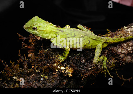 Mocquard's Eyebrow Lézard, Phoxophrys cephalum Banque D'Images