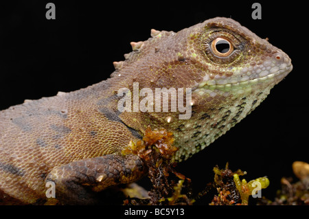 Mocquard's Eyebrow Lézard, Phoxophrys cephalum Banque D'Images