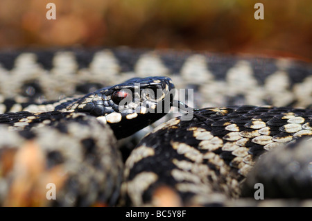 Vipère Vipera berus close up Peak District UK Banque D'Images