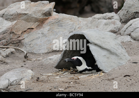 Manchot Spheniscus demersus assis en Afrique du Sud Simonstown terrier artificiel Banque D'Images