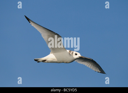Bonaparte Larus philadelphia en vol Basse Californie Mexique Banque D'Images