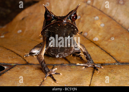 La grenouille cornue de Bornéo, Megophrys nasuta. Aussi appelée Malayan Horned Frog, Horned toad, Grand-duc Grenouille, Grenouille cornue bec long. Banque D'Images
