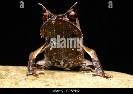 La grenouille cornue de Bornéo, Megophrys nasuta. Aussi appelée Malayan Horned Frog, Horned toad, Grand-duc Grenouille, Grenouille cornue bec long. Banque D'Images