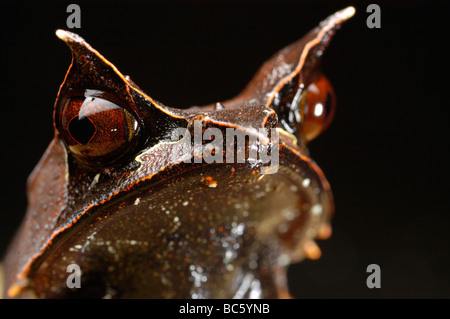 La grenouille cornue de Bornéo, Megophrys nasuta. Aussi appelée Malayan Horned Frog, Horned toad, Grand-duc Grenouille, Grenouille cornue bec long. Banque D'Images