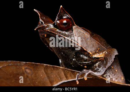 La grenouille cornue de Bornéo, Megophrys nasuta. Aussi appelée Malayan Horned Frog, Horned toad, Grand-duc Grenouille, Grenouille cornue bec long. Banque D'Images