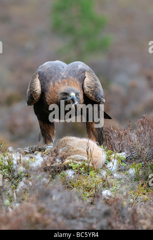 Aigle royal Aquila chrysaetos se nourrissant de lièvre en captivité l'Ecosse Banque D'Images