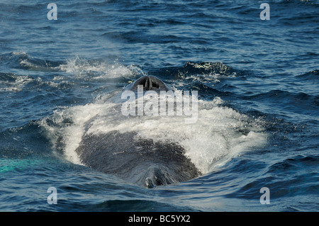 Baleine à bosse Megaptera novaeanglicae en surface montrant blowholes Baja Mexique Banque D'Images