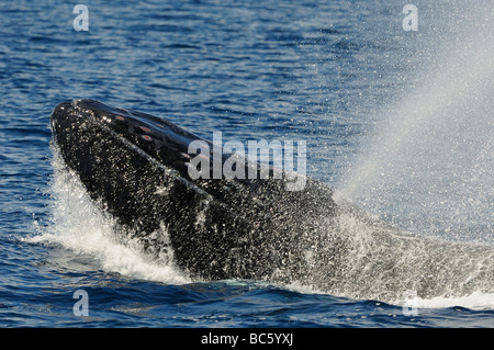 Baleine à bosse Megaptera novaeanglicae la tête de soufflage à tête surface comportement slapping montrant des dommages à tubercules sur il Banque D'Images