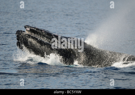 Baleine à bosse Megaptera novaeanglicae relevée au-dessus de la tête de soufflage surface tête agressive comportement slapping Baja Mexique Banque D'Images