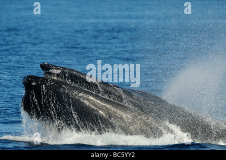 Baleine à bosse Megaptera novaeanglicae la tête posée à la surface de la tête de soufflage comportement agressif slapping Baja Mexique Banque D'Images